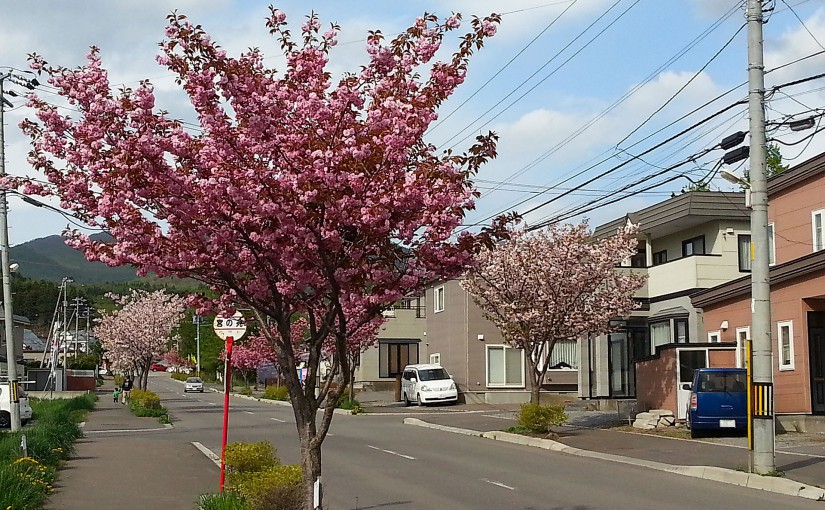 陣川町の桜